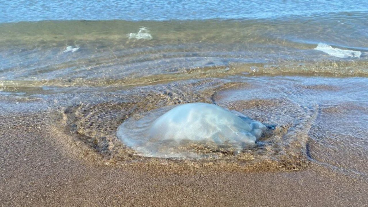 Hatay Samandağ'da Ekolojik Alarm: Yüzlerce Ölü Denizanası Kıyıya Vurdu